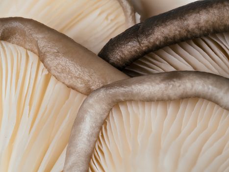 Extreme close up view of oyster mushrooms. Oyster mushrooms with copy space