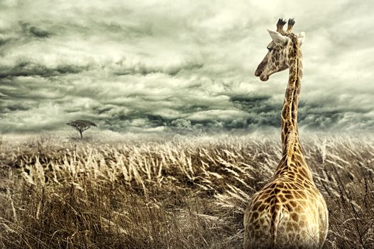 Nubian giraffe walking through tall dry yellow grass towards a tree in distance. Dramatic stormy clouds. Negative space on left.