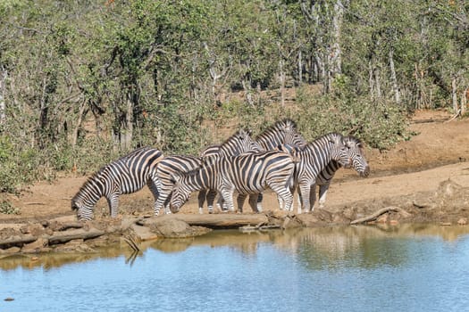 A herd of Burchells Zebras, Equus quagga burchellii, next to a dam