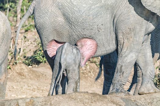 An african elephant calf, Loxodonta africana, showing the veins and pink colored back of its ears