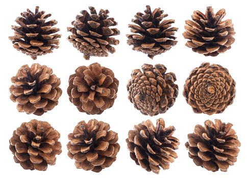 Pine cones isolated on white background closeup. Collection