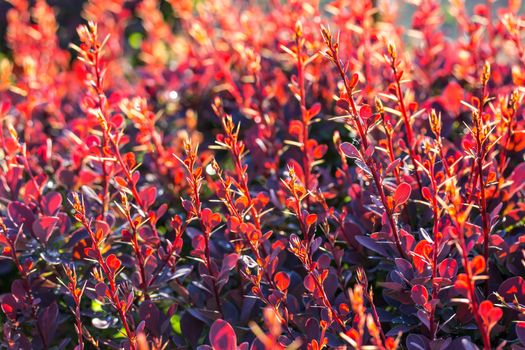Barberry bush, colorful floral red background, Autumn background with Thunberg's barberry