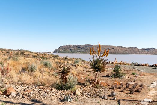 The Vanderkloof Dam in the Orange River (Gariep River) as seen from a viewpoint in Vanderkloof town. Aloes are visible