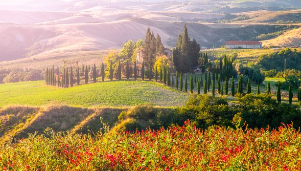 Evening in Tuscany. Hilly Tuscan landscape in golden mood at sunset time with silhouettes of cypresses and farm houses, Italy.