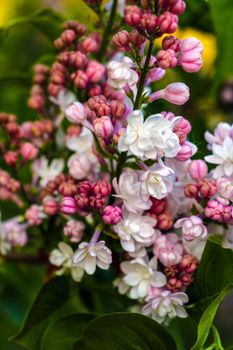 Lilac flowers spring blooming scene. Blossom lilac flowers in spring. Spring lilac flowers blooming. Spring lilac bush blooming