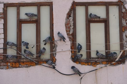 pigeons in the window of the old house