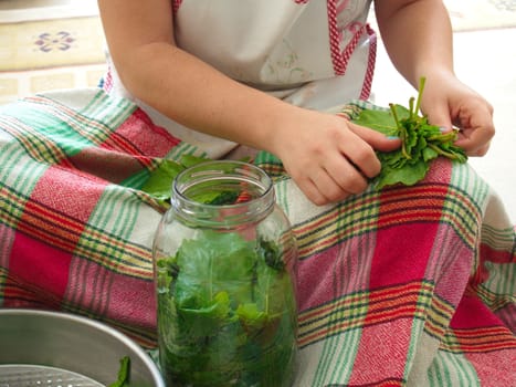 corned vine leaves preparation. olive oil leaf wrapping dinner material. Turkish meal