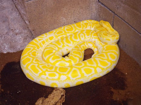 yellow python snake. Yellow colored, patterned, dangerous creature