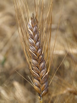 dry wheat ear, spike. close-up background in natural environment. wheat grains