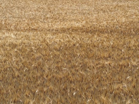 Wheat field. Golden color dry wheat ears, spike. ripened wheat field background. Rich harvest.