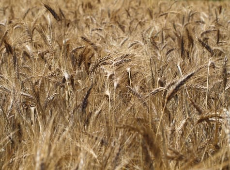 Wheat field. Golden color dry wheat ears, spike. ripened wheat field background. Rich harvest.