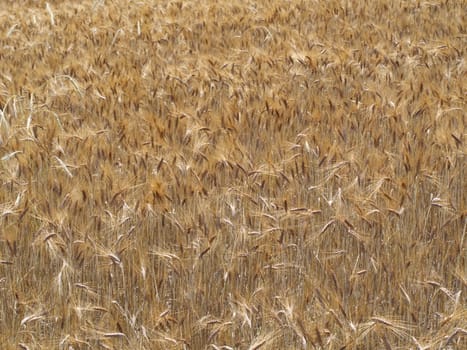 Wheat field. Golden color dry wheat ears, spike. ripened wheat field background. Rich harvest.