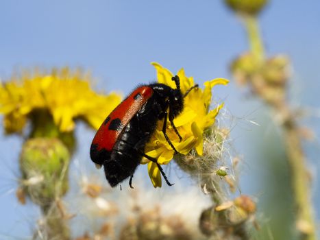 red-winged, black-spotted, insect is picking pollen from yellow daisy