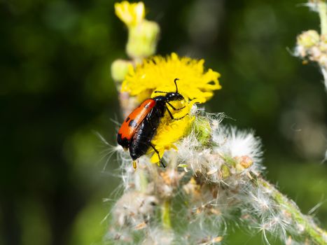 red-winged, black-spotted, insect is picking pollen from yellow daisy