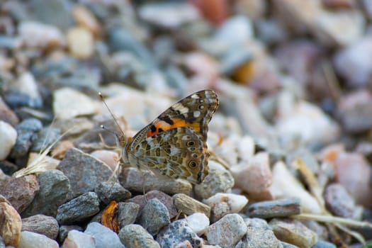 multi eyed butterfly over stones. macro shooting.