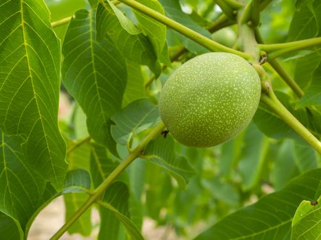 crusted, fresh walnuts. hard, green outer shell.. macro shooting in natural environment.