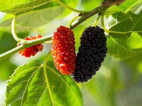 red and black mulberry. macro shooting in natural environment.