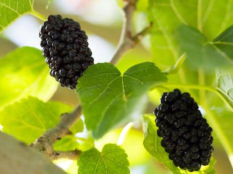 red and black mulberry. macro shooting in natural environment.