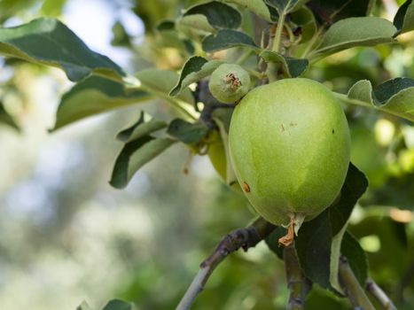 immature green apple in the tree. macro shooting in natural environment.