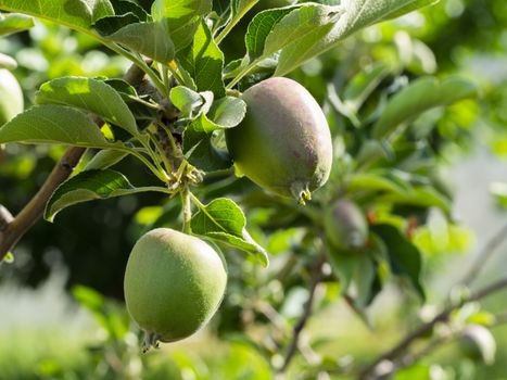 immature green apple in the tree. macro shooting in natural environment