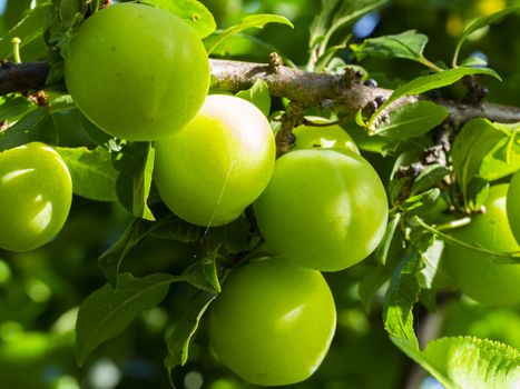 green plum in natural environment. macro shooting. turkey also be known as pastor plum