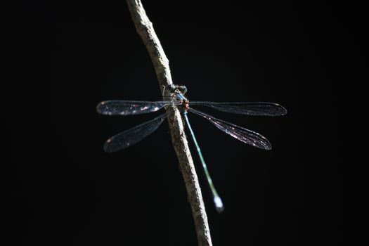 A pallid spreadwing damselfly (Lestes pallidus) in its blue form sitting on a twig in dark forest, Limpopo, South Africa