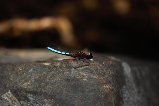 A dancing jewel damselfly (Platycypha caligata) sitting on top of a riverside rock in a forest, Limpopo, South Africa