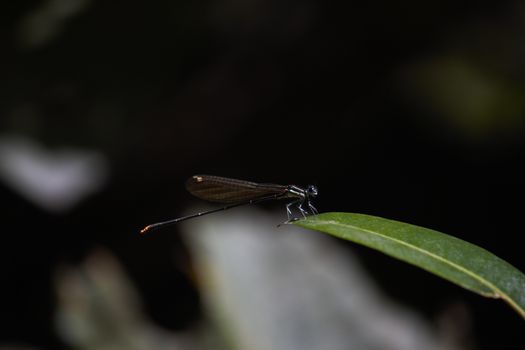 A gold tail damselfly (Allocnemis leucosticta) sitting perched on the tip of a leaf in dark forest, Limpopo, South Africa