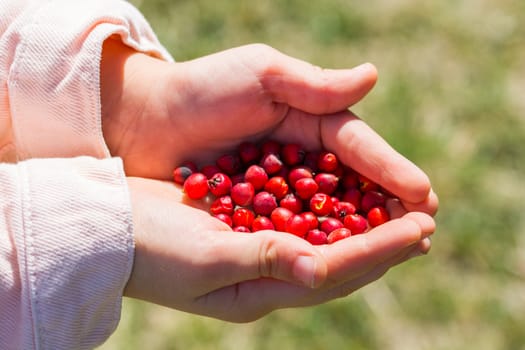 Firethorn(Pyracantha). Little girl collecting firethorn with her hands on the park. used by alternative medicine.