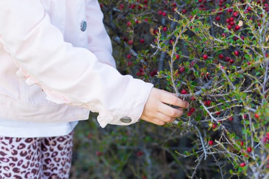 Firethorn(Pyracantha). Little girl collecting firethorn with her hands on the park. used by alternative medicine.