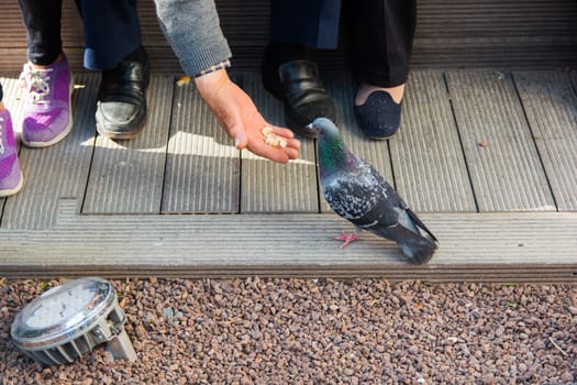 old man feeds pigeons with his hands. He gives the pieces of bread