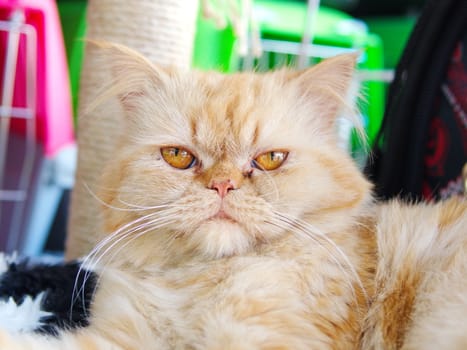 serious, charismatic, characteristic yellow Persian cat