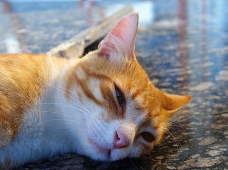 cute cat sleeping on the street. close-up cat background