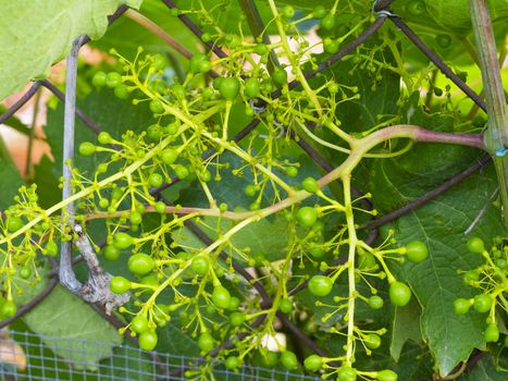 immature grape. Vineyard. Fruits begin to give their first buds