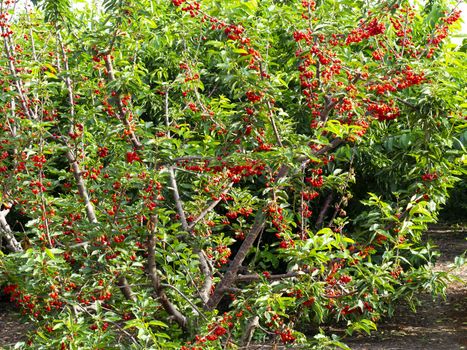 cherry garden.  fresh organic cherry garden. cherries stacked in trees