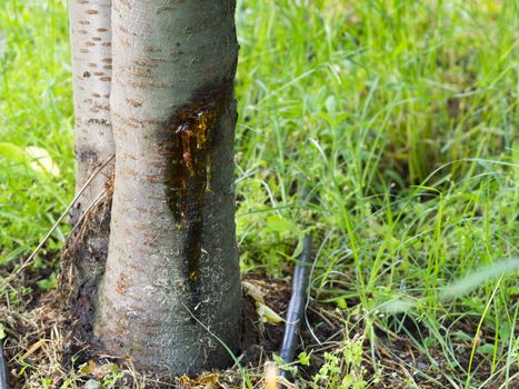 cherry tree disease. bacterial cancer and glue disease in cherry fruit tree