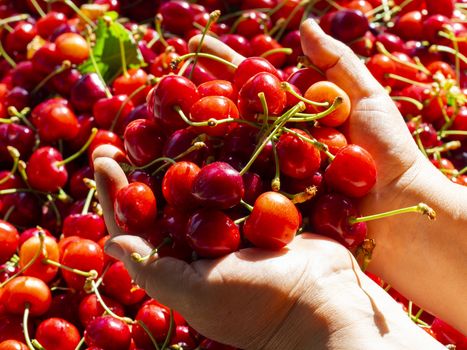 fresh organic cherries background. Red fresh bunch of cherries on the table. fresh red cherry heap. cherry selective hands