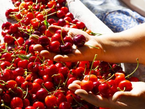 fresh organic cherries background. Red fresh bunch of cherries on the table. fresh red cherry heap. cherry selective hands