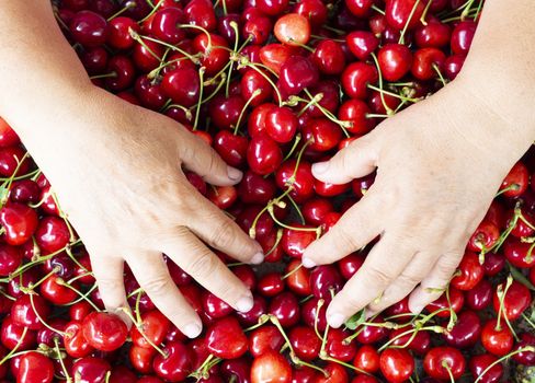 fresh organic cherries background. Red fresh bunch of cherries on the table. fresh red cherry heap. cherry selective workers