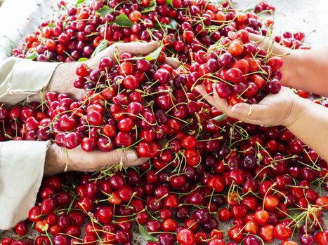 the workers are choosing cherry. fresh organic cherries background. Red fresh bunch of cherries on the table. fresh red cherry heap. cherry selective workers