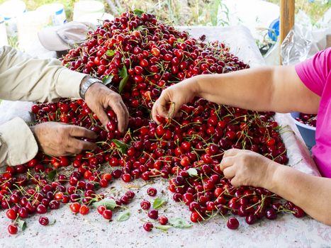 the workers are choosing cherry. fresh organic cherries background. Red fresh bunch of cherries on the table. fresh red cherry heap. cherry selective workers