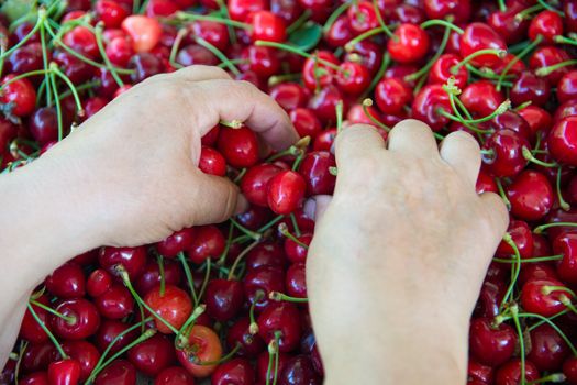 fresh organic cherries background. Red fresh bunch of cherries on the table. fresh red cherry heap. cherry selective hands