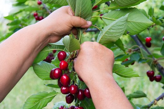 Picking fruit from cherry wood. cherry picker hands. fresh organic cherries. red fresh cherry on the tree. fresh red cherry heap. macro shooting on tree.