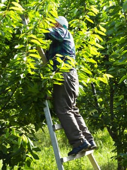 cherry picker worker. Worker collects fruit from cherry tree. daily worker