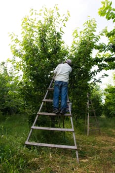 cherry picker worker .Worker collects fruit from cherry tree. daily worker