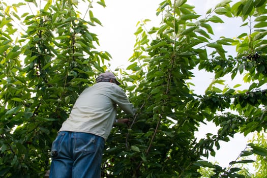 cherry picker worker. Worker collects fruit from cherry tree. daily worker