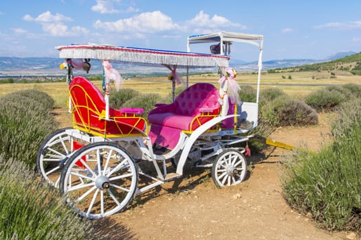 Colorful phaeton in a lavender garden.