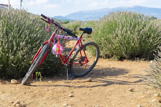 Colorful old bicycle in lavender garden