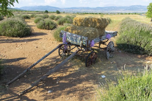 Colorful old trailer in lavender garden