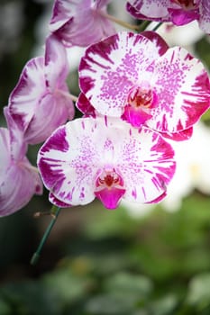 The background image of the colorful flowers, background nature